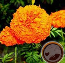 Marigold Oleoresin (Feed Grade)
