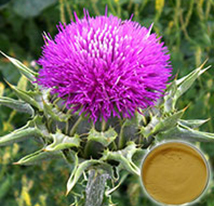 MILK THISTLE EXTRACT