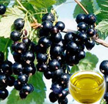 Blackcurrant Seed Oil