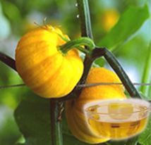 Pumpkin Seed Oil