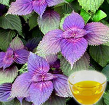 Perilla Seed Oil​