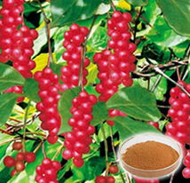 Schisandra