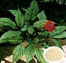 Ginseng Stem and leaves extract